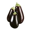 Terung Bulat (Round Eggplant)